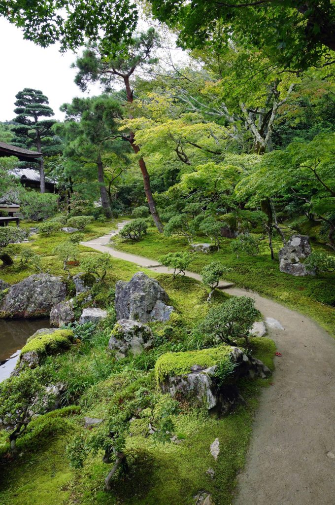 A path through a lush green forest filled with trees